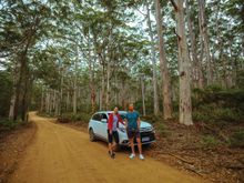 Boranup Karri Forest