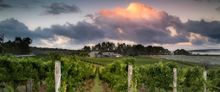 Wills Domain in the Margaret River region