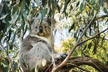 Koala at Koala Conservation Centre, Phillip Island