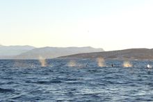 Whale watching near Arctic Panorama Lodge 