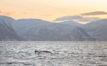 Whale watching near Alta