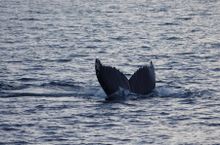 Whale watching near Alta