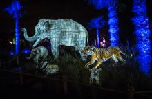 Lanterns at Chester Zoo