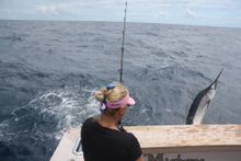 Angler Alisa Schofield hooks a black marlin on the Fraser Coast.