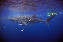 Whale Shark, Ningaloo Reef, Western Australia