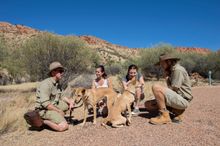 The dingo experience at Alice Springs Desert Park