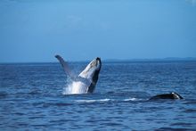 Whales
