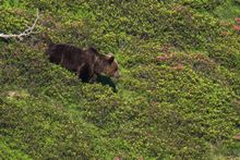 Bear tracking wildlife holidays