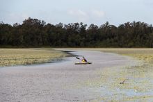 Kayak the Noosa Everglades