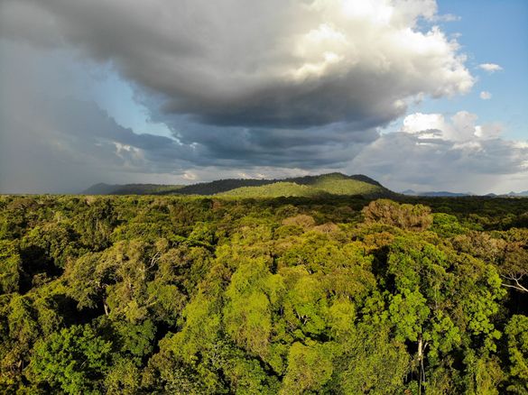Dank der Kooperation von Condor und Liat kommt man jetzt komfortabler in den Regenwald von Guyana