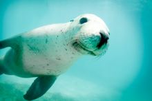 Australian sea lion at Jurien Bay