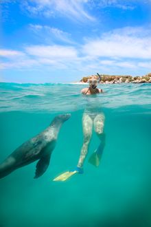 Swimming alongside Australian sea lions at Jurien Bay