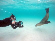 Photographing Australian sea lions at Jurien Bay