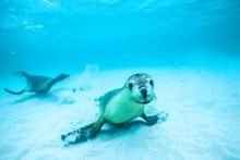 Australian sea lion at Jurien Bay