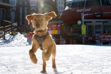Maple - Park City Mountain's new avalanche puppy