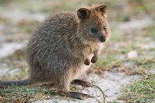 Rottnest Island's Quokka