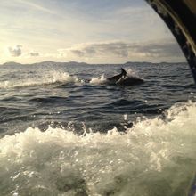 Dolphin as viewed from the saloon on Zuza