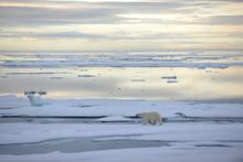 Polar Bear in the Arctic as viewed from Linden