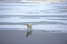 Polar Bear in the Arctic as viewed from Linden