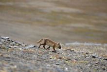 An Arctic Fox as viewed from Linden