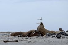 Walruses in the Arctic as viewed from Linden