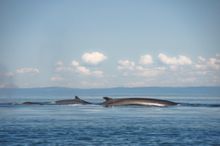 Minke whale in the Hebrides, spotted from Zuza
