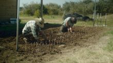 Planting vines on the Tiller Dining farm