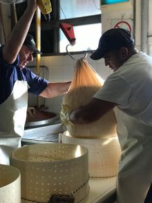 Artisanal producers of Parmigiano-Reggiano, still made by hand