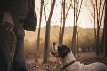 A seasoned tartufaio and his highly skilled truffle-hunting dog