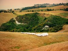 A shepherdess and her flock in Tuscany