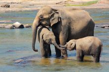 Elephants seen bathing on a tour of Sri Lanka