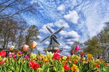 Vibrant tulips in Keukenhof Gardens, Amsterdam