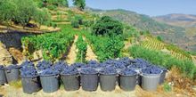 A full harvest at a French vineyard