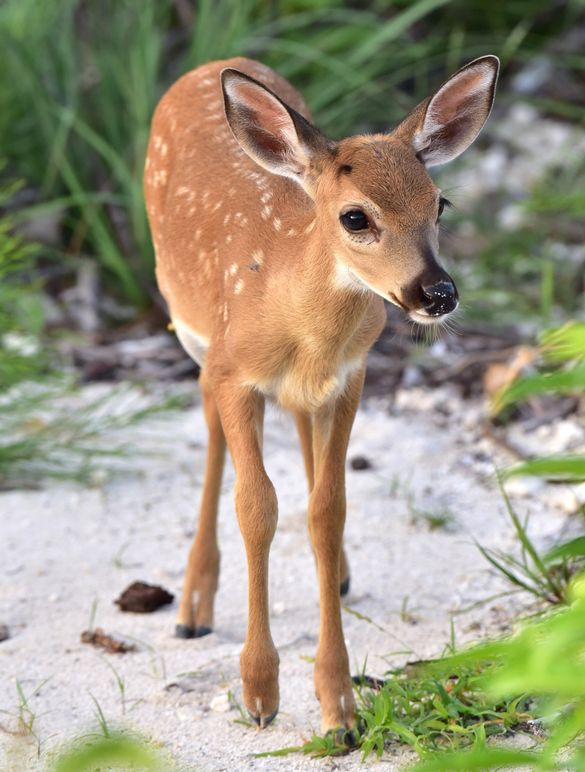 Key Deer Fawn