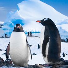 Penguins in Antarctica