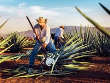 Mundo Cuervo: Agave Fields
