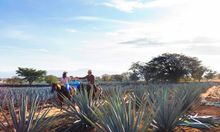 Mundo Cuervo: Equine Experience