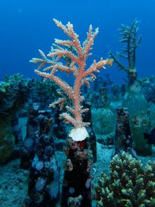  Amun ini Dive hat bereits mehr als 40.000 Korallen gezüchtet