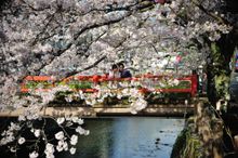 Cherry Blossoms in Kinosaki Onsen 