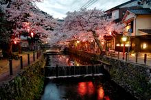 Cherry Blossoms in Kinosaki Onsen 