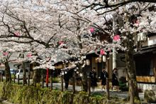 Cherry Blossoms in Kinosaki Onsen 