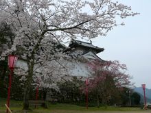 Cherry Blossoms at Izushi Castle 