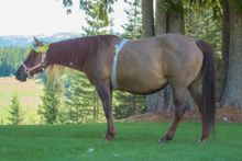 Western Pleasure Guest Ranch, Idaho: Friday's (pictured) maternity shoot. Ranch Rider's Facebook fans will have an opportunity to name Friday's foal in the 2019 