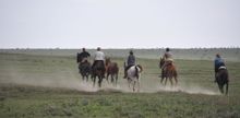 Tanzania, Serengeti Annual Migration Horseback rides