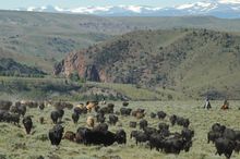 Bitterroot Working Guest Ranch, Wyoming, NEW Range Rider weeks launching in 2019