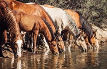 Wild horses are a common sight when visiting Mesa, Arizona. 