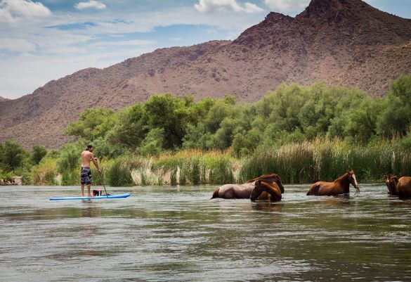 Lower Salt River paddle boarding with wild horses.