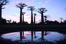 Madagascar