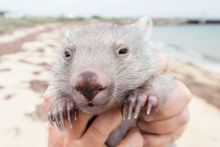 Tasmania is where wombats roam wild