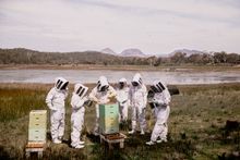 Saffire Freycinet Beekeeping Experience